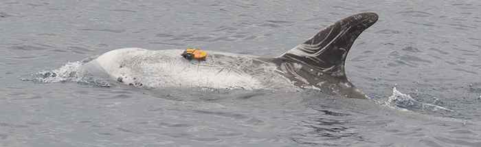 Risso’s dolphin (Grampus griseus) off Terceira Island, Azores, equipped with a suction-cup attached digital sound and movement recording device (Dtag). Picture: MG Oudejans, Kelp Marine Research