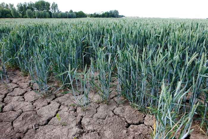 Gebarsten grond op een tarweveld in Nederland na een lange periode van extreme droogte.