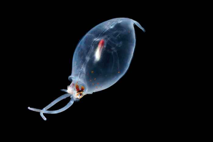 The deep-sea squid Liocranchia reinhardti lives in shallow waters as juveniles and descends into deeper waters as it matures. This squid species is a known prey species of Cuvier’s beaked whales. Picture: Solvin Zankl